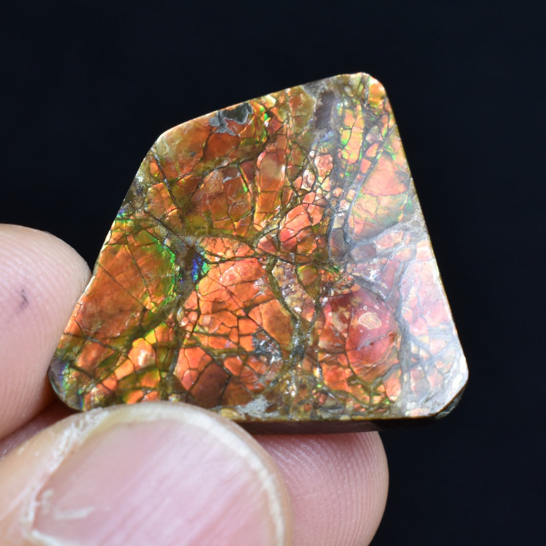Canadian Natural Ammolite, Ammonite Freeform Polished Cabochon Specimen - 2.6cm x 2.5cm - 5.3 grams
