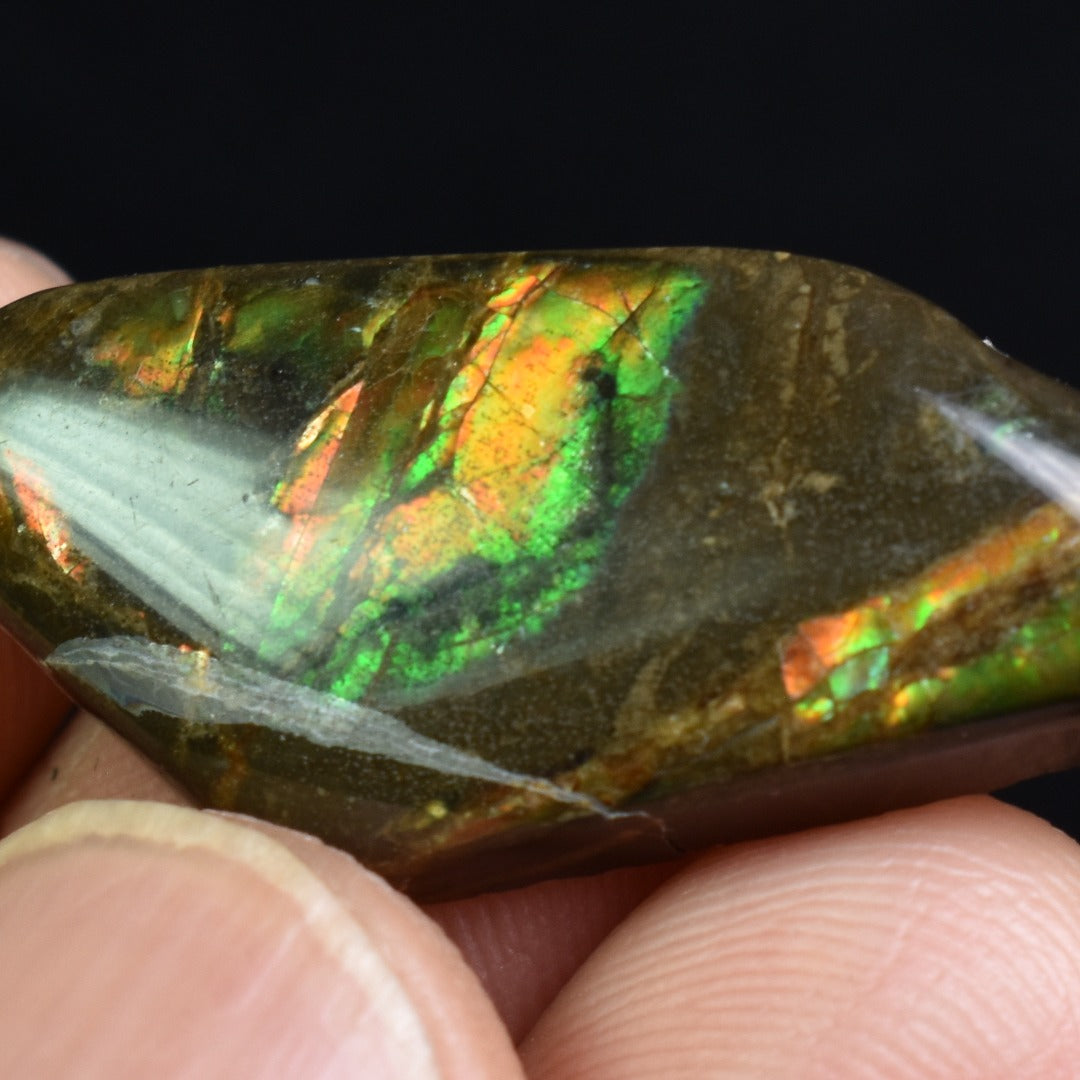 Canadian Natural Ammolite, Ammonite Freeform Polished Cabochon Specimen - 3cm x 1.5cm - 3.6 grams