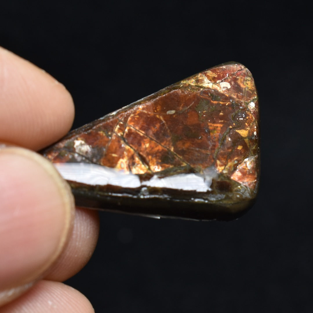 Canadian Natural Ammolite, Ammonite Freeform Polished Cabochon Specimen - 3.5cm x 2.1cm - 5 grams