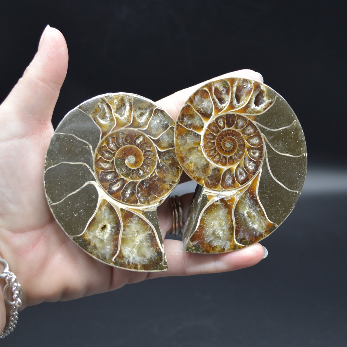 Pair of Brown Ammonite Cleoniceras Fossil Cut Slices from Madagascar - 8.5cm - 287 grams