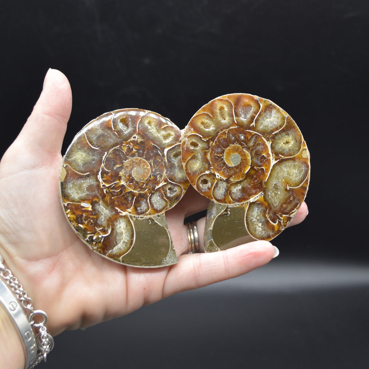 Pair of Brown Ammonite Cleoniceras Fossil Cut Slices from Madagascar - 7.5cm - 210 grams