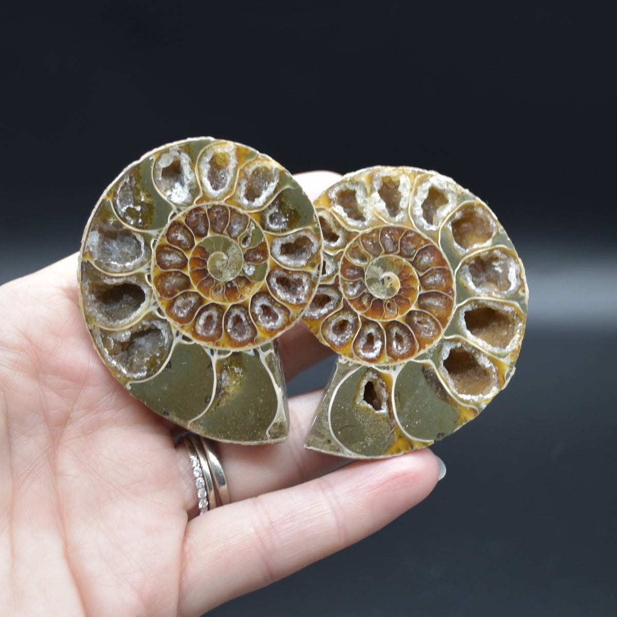 Pair of Brown Ammonite Cleoniceras Fossil Cut Slices from Madagascar - 5.6cm - 80 grams