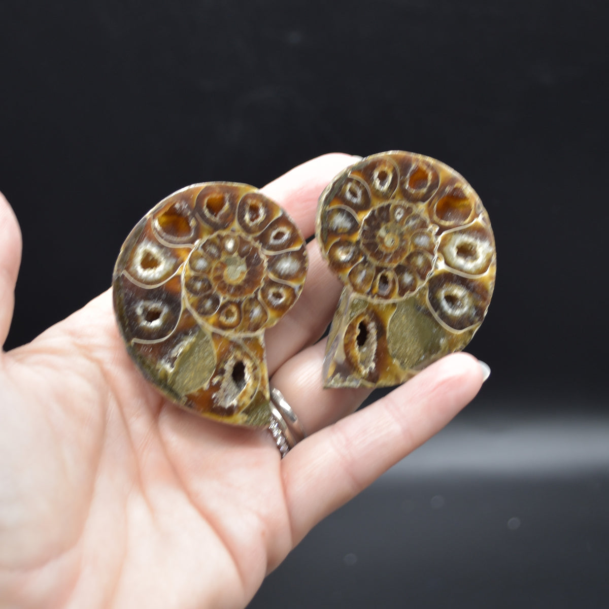 Pair of Brown Ammonite Cleoniceras Fossil Cut Slices from Madagascar - 5.5cm - 82 grams