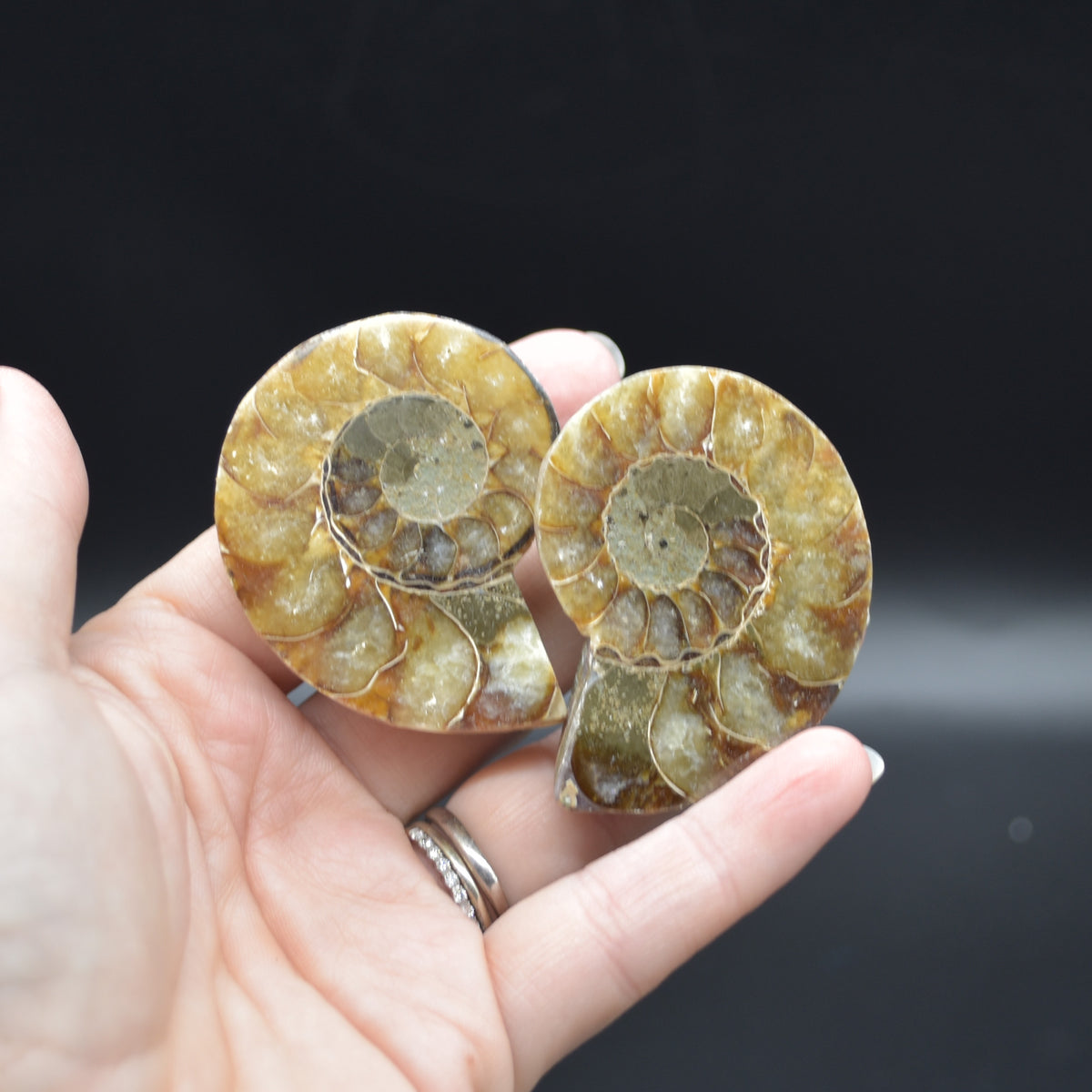Pair of Brown Ammonite Cleoniceras Fossil Cut Slices from Madagascar - 5.2cm - 69 grams