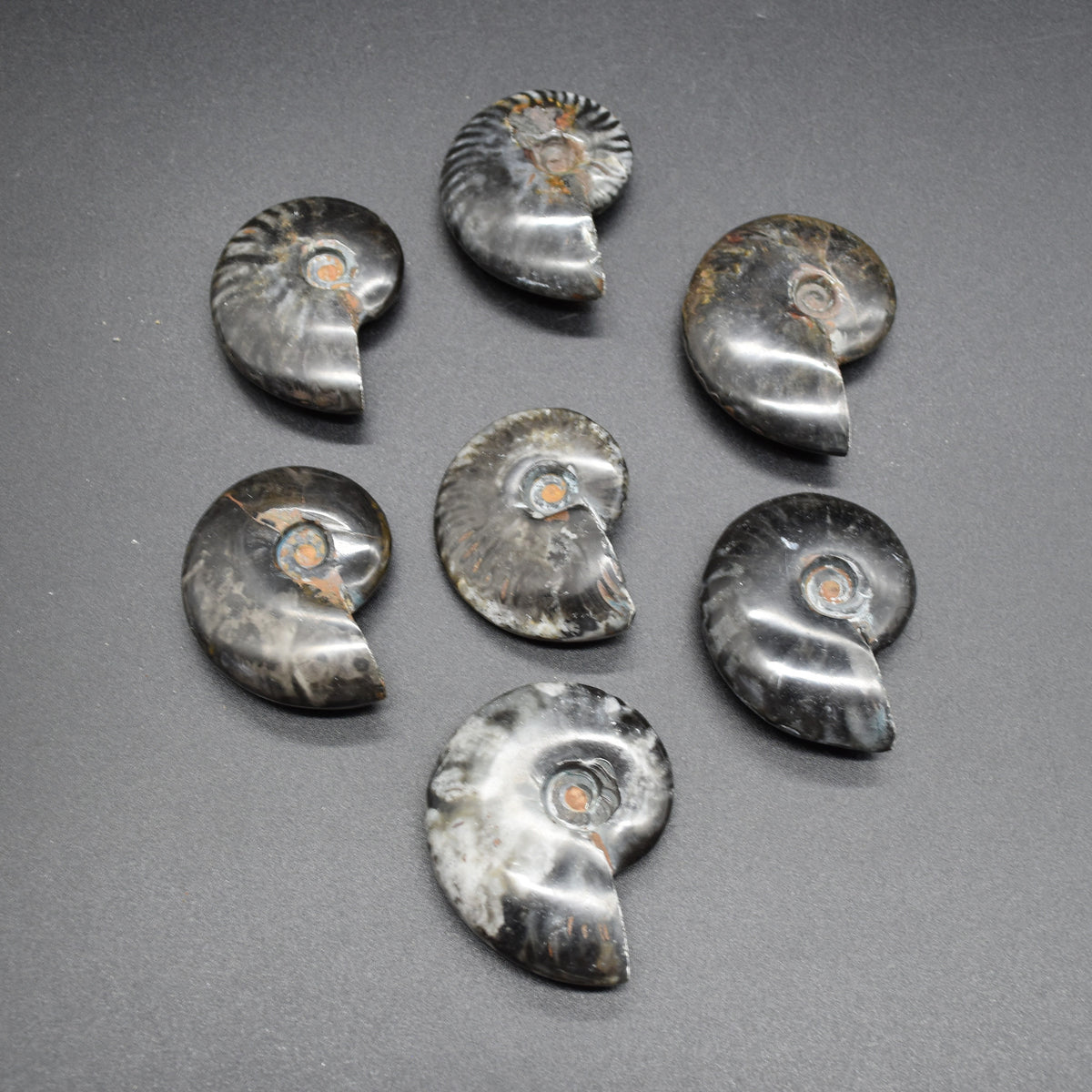 Black Ammonite Cleoniceras Fossil from Madagascar - 4 sizes - 1 Count