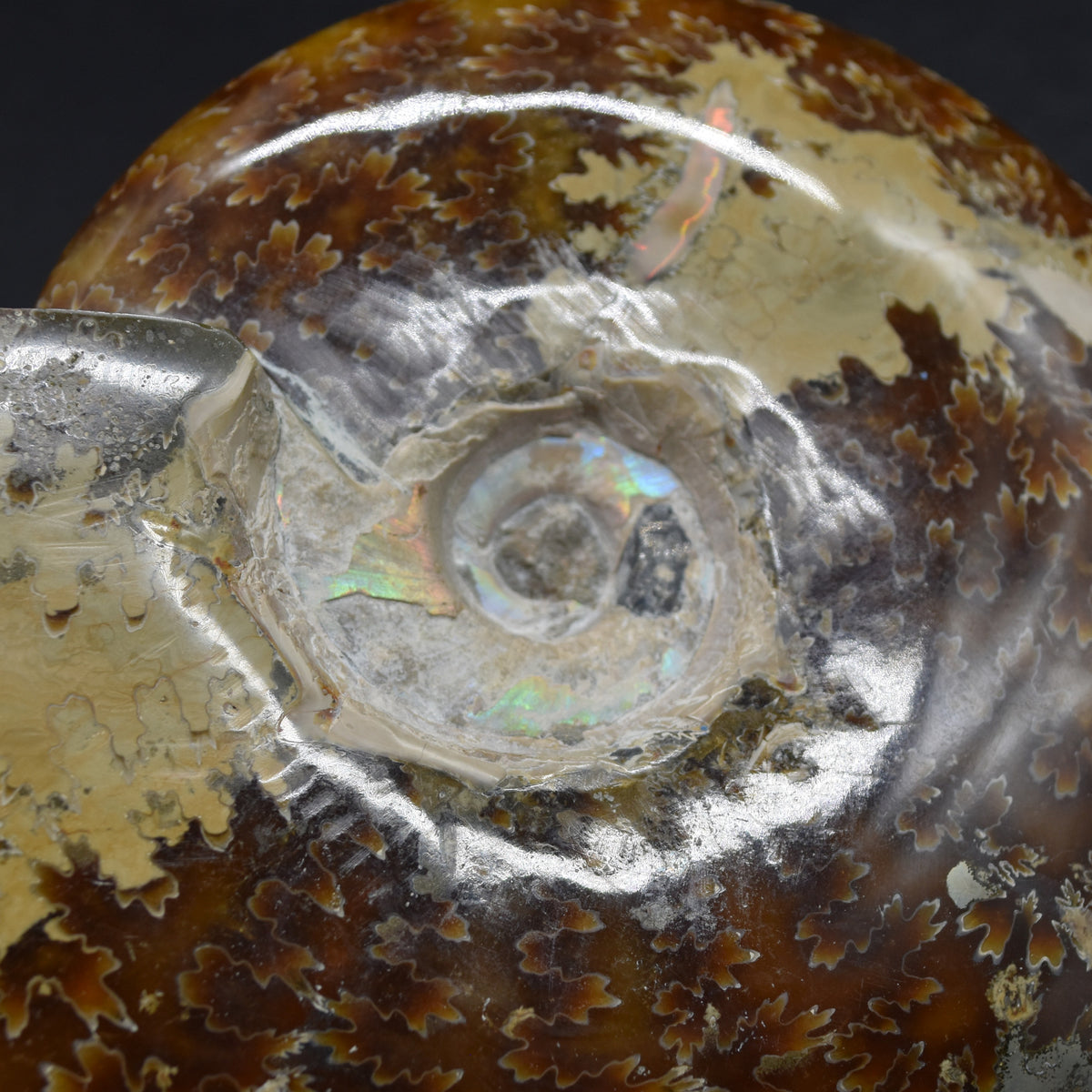 Brown Ammonite Cleoniceras Fossil from Madagascar - 13.2cm - 579 grams