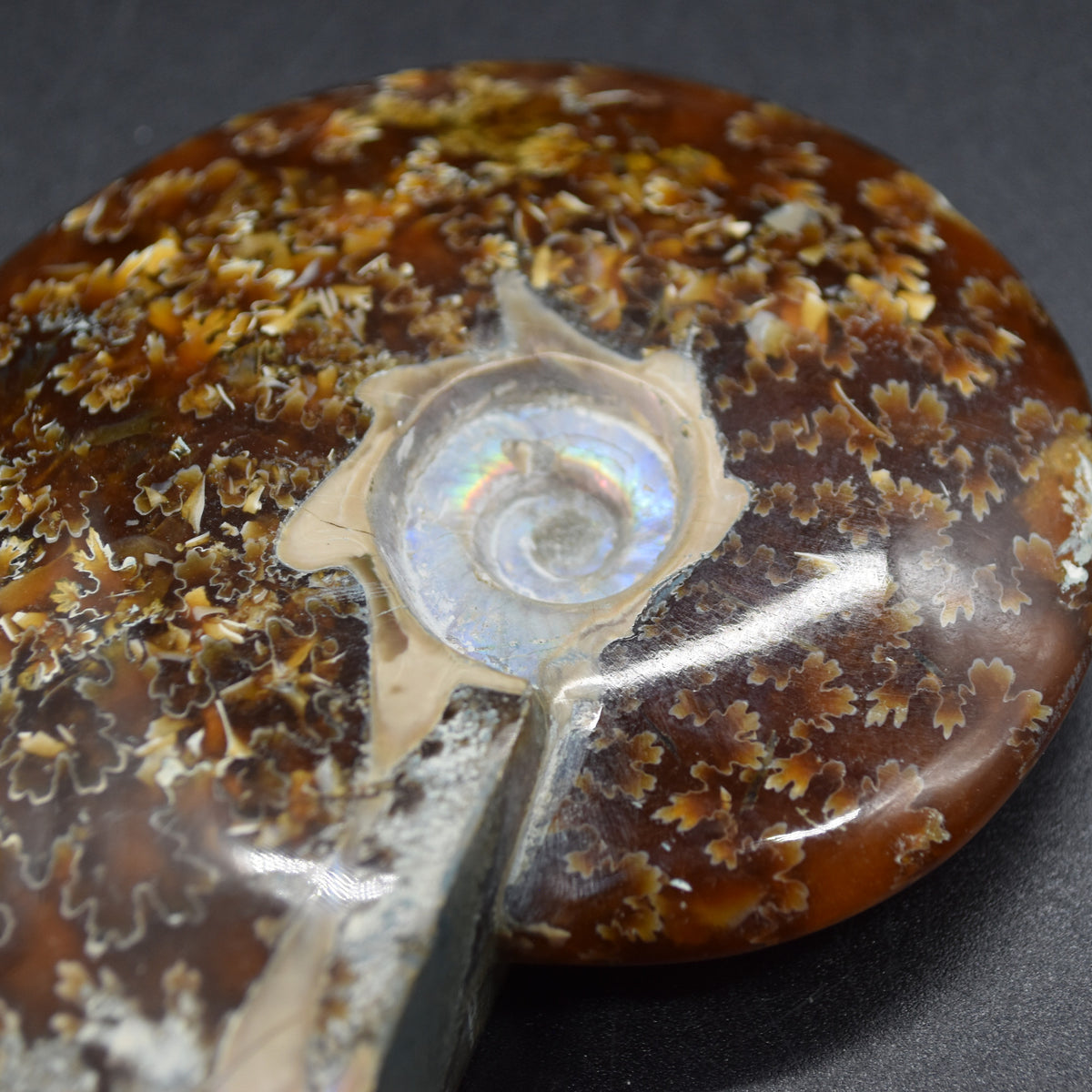 Brown Ammonite Cleoniceras Fossil from Madagascar - 9.3cm - 179 grams