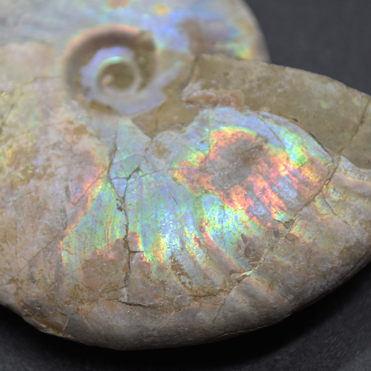 Silver Grey Iridescent Ammonite Cleoniceras Fossil from Madagascar - 6.2cm - 69 grams