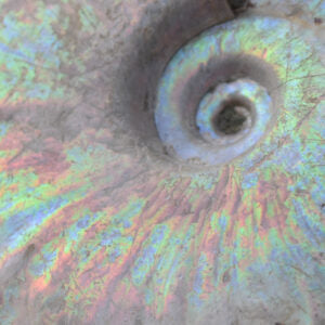 Ammonite & Ammolite Fossils