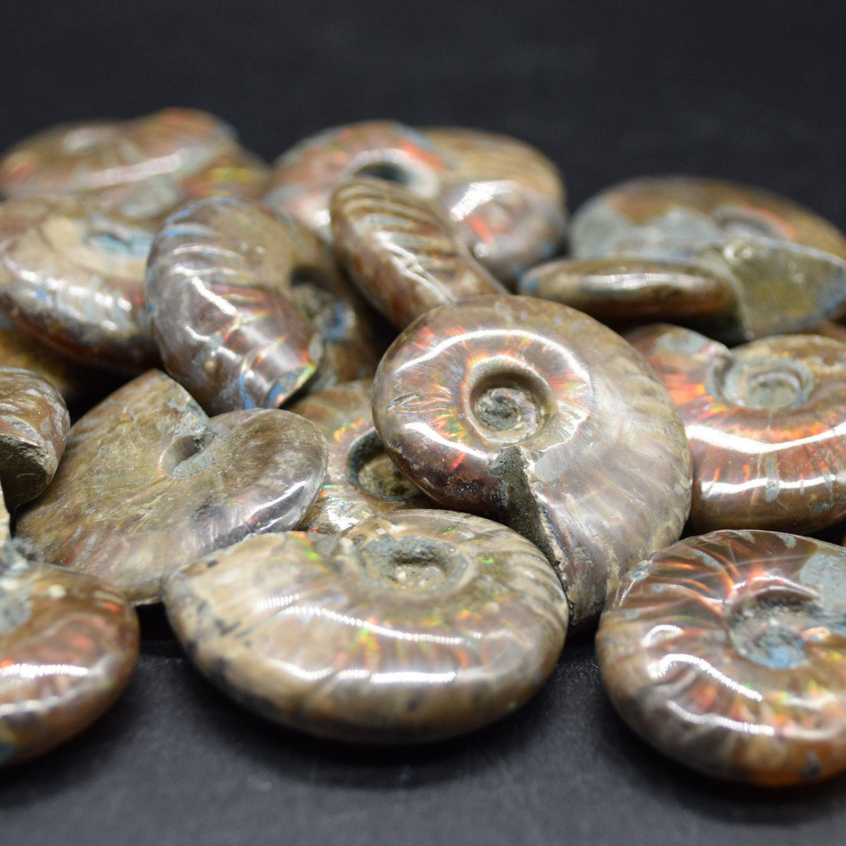 Red Fire Iridescent Ammonite Cleoniceras Fossils from Madagascar - 3 Sizes