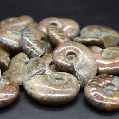 Red Fire Iridescent Ammonite Cleoniceras Fossils from Madagascar - 3 Sizes