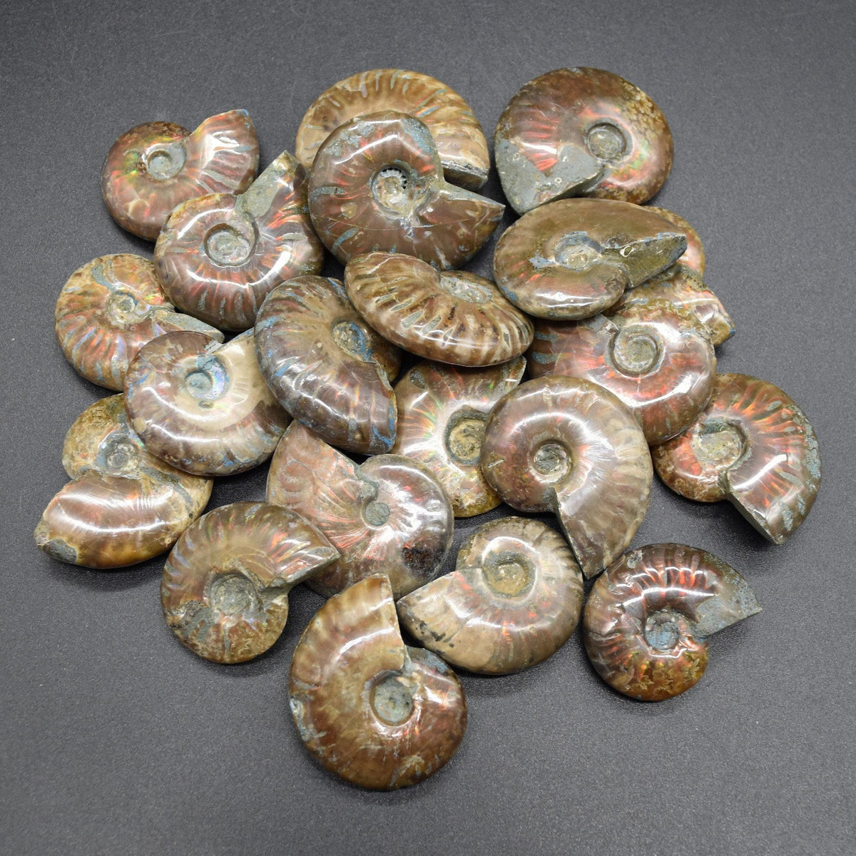 Red Fire Iridescent Ammonite Cleoniceras Fossils from Madagascar - 3 Sizes