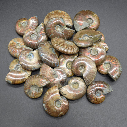 Red Fire Iridescent Ammonite Cleoniceras Fossils from Madagascar - 3 Sizes