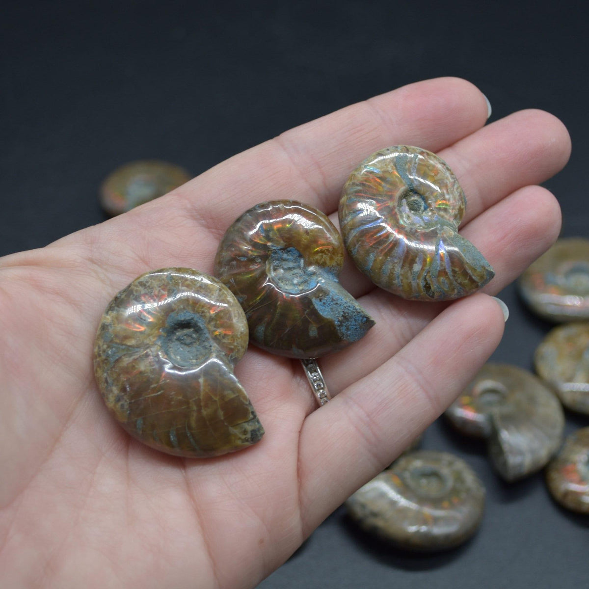 Red Fire Iridescent Ammonite Cleoniceras Fossils from Madagascar - 3 Sizes
