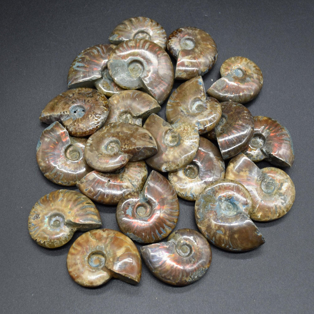 Red Fire Iridescent Ammonite Cleoniceras Fossils from Madagascar - 3 Sizes