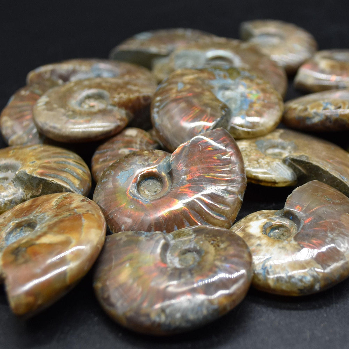 Red Fire Iridescent Ammonite Cleoniceras Fossils from Madagascar - 3 Sizes