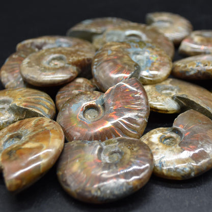 Red Fire Iridescent Ammonite Cleoniceras Fossils from Madagascar - 3 Sizes