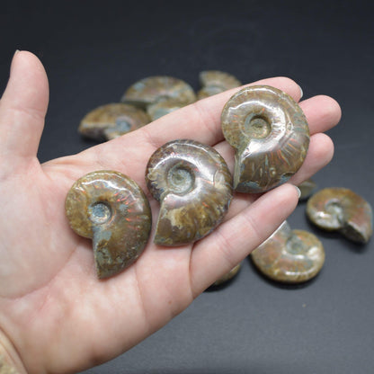 Red Fire Iridescent Ammonite Cleoniceras Fossils from Madagascar - 3 Sizes