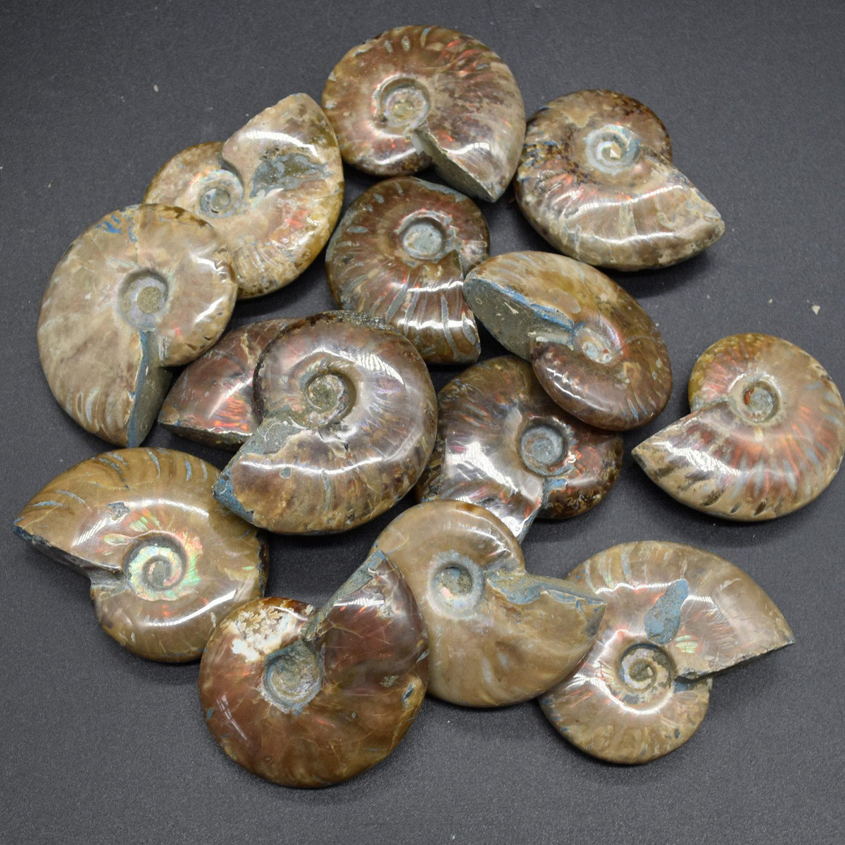 Red Fire Iridescent Ammonite Cleoniceras Fossils from Madagascar - 3 Sizes