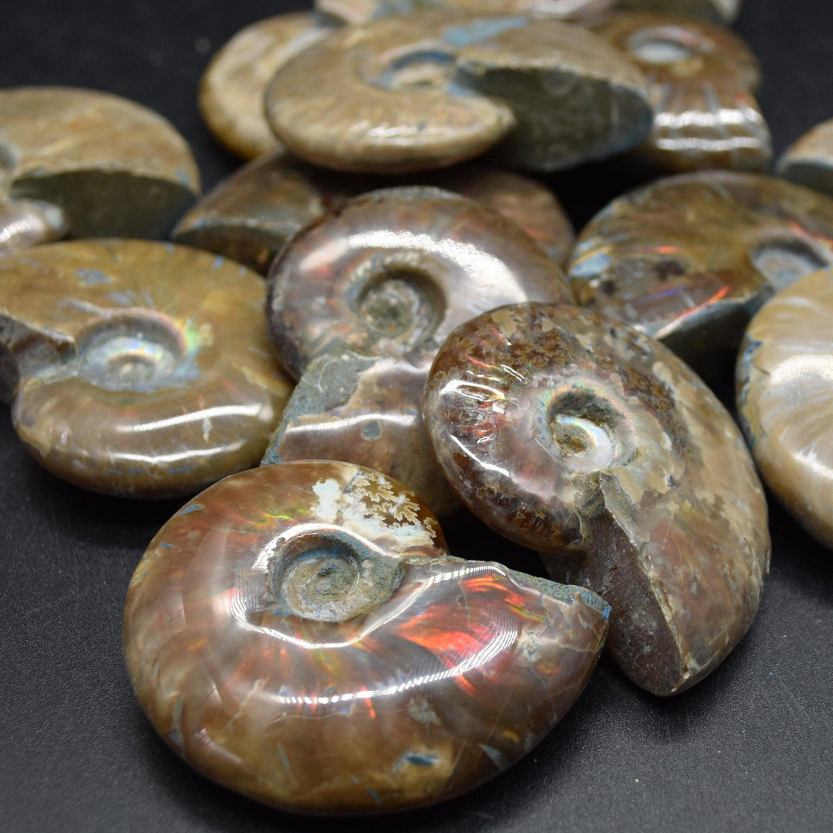 Red Fire Iridescent Ammonite Cleoniceras Fossils from Madagascar - 3 Sizes
