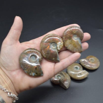 Red Fire Iridescent Ammonite Cleoniceras Fossils from Madagascar - 3 Sizes