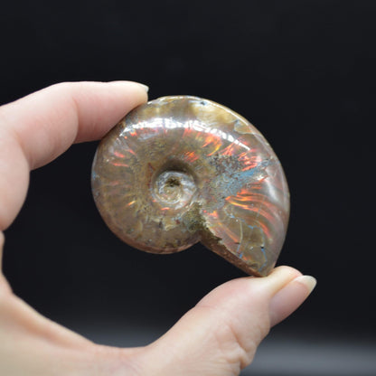 Red Fire Iridescent Ammonite Cleoniceras Fossils from Madagascar - 3 Sizes