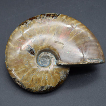Large Red Fire Iridescent Ammonite Cleoniceras Fossil from Madagascar - 10cm - 289 grams