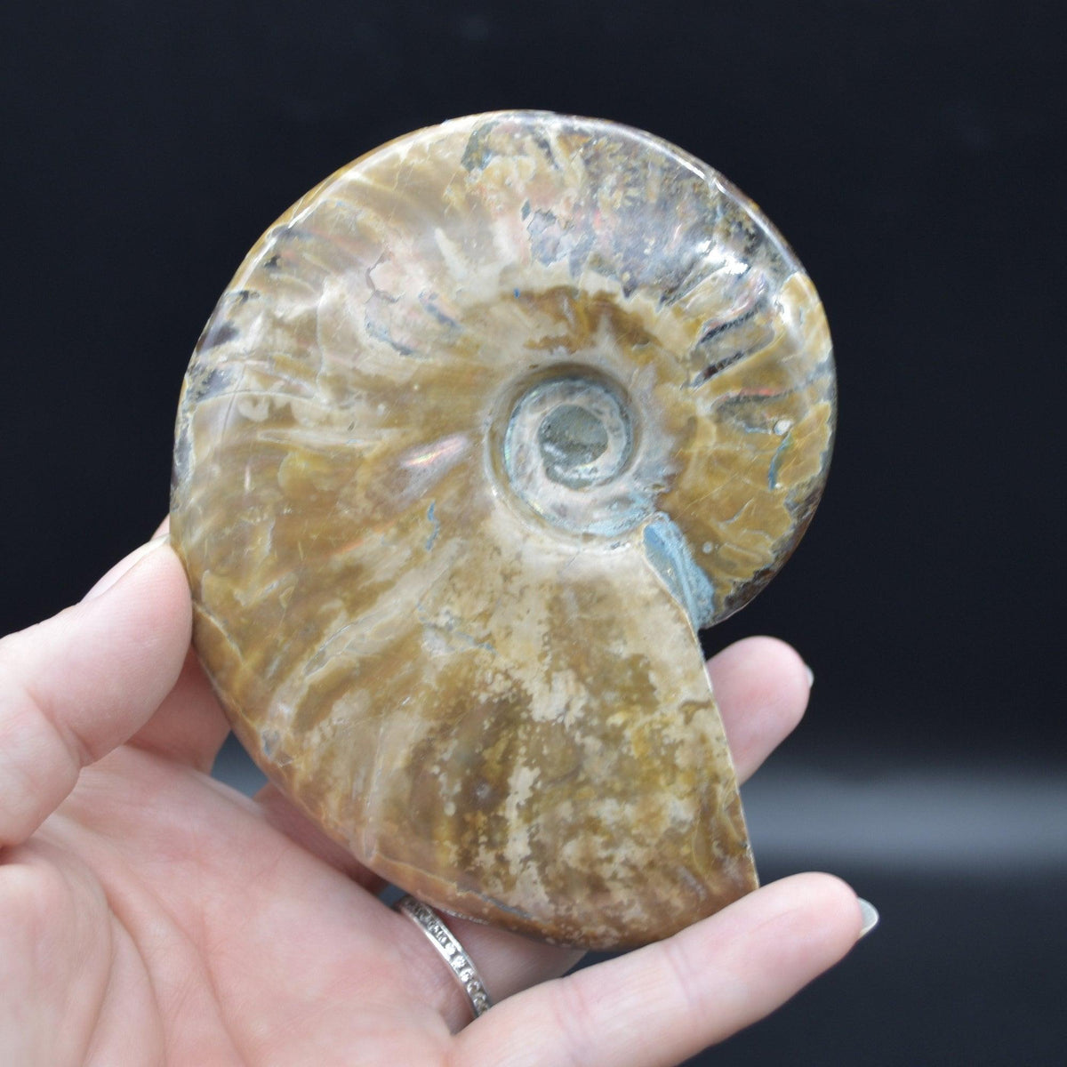 Large Red Fire Iridescent Ammonite Cleoniceras Fossil from Madagascar - 10cm - 289 grams