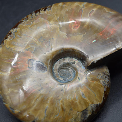 Large Red Fire Iridescent Ammonite Cleoniceras Fossil from Madagascar - 10cm - 289 grams