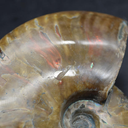 Large Red Fire Iridescent Ammonite Cleoniceras Fossil from Madagascar - 10cm - 289 grams