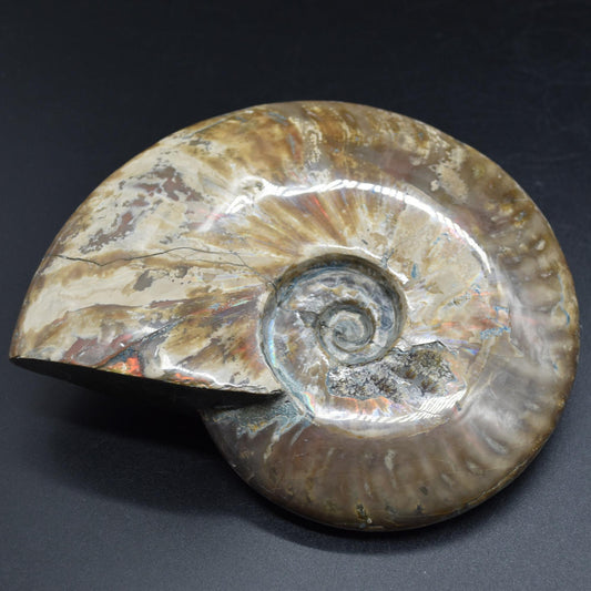 Large Red Fire Iridescent Ammonite Cleoniceras Fossil from Madagascar - 15cm - 898 grams