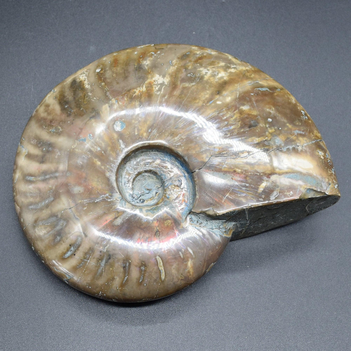Large Red Fire Iridescent Ammonite Cleoniceras Fossil from Madagascar - 15cm - 898 grams
