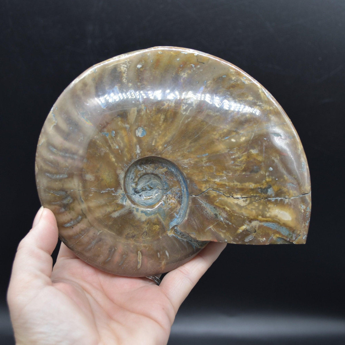 Large Red Fire Iridescent Ammonite Cleoniceras Fossil from Madagascar - 15cm - 898 grams