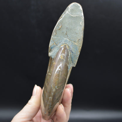 Large Red Fire Iridescent Ammonite Cleoniceras Fossil from Madagascar - 15cm - 898 grams