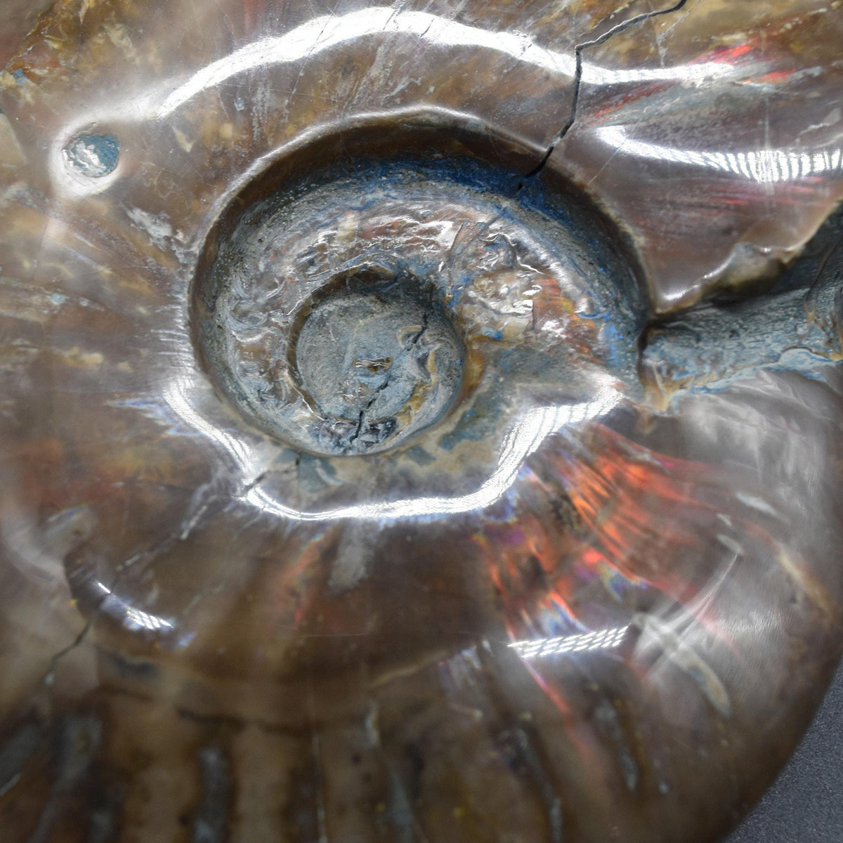 Large Red Fire Iridescent Ammonite Cleoniceras Fossil from Madagascar - 15cm - 898 grams