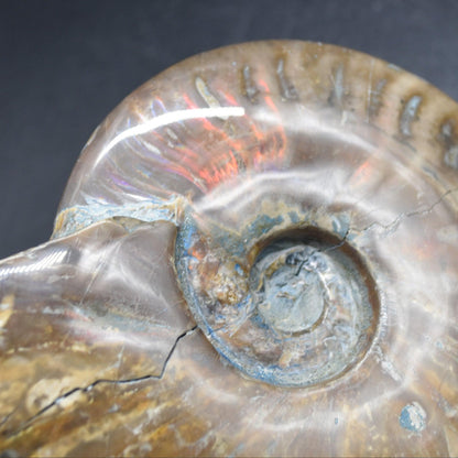 Large Red Fire Iridescent Ammonite Cleoniceras Fossil from Madagascar - 15cm - 898 grams