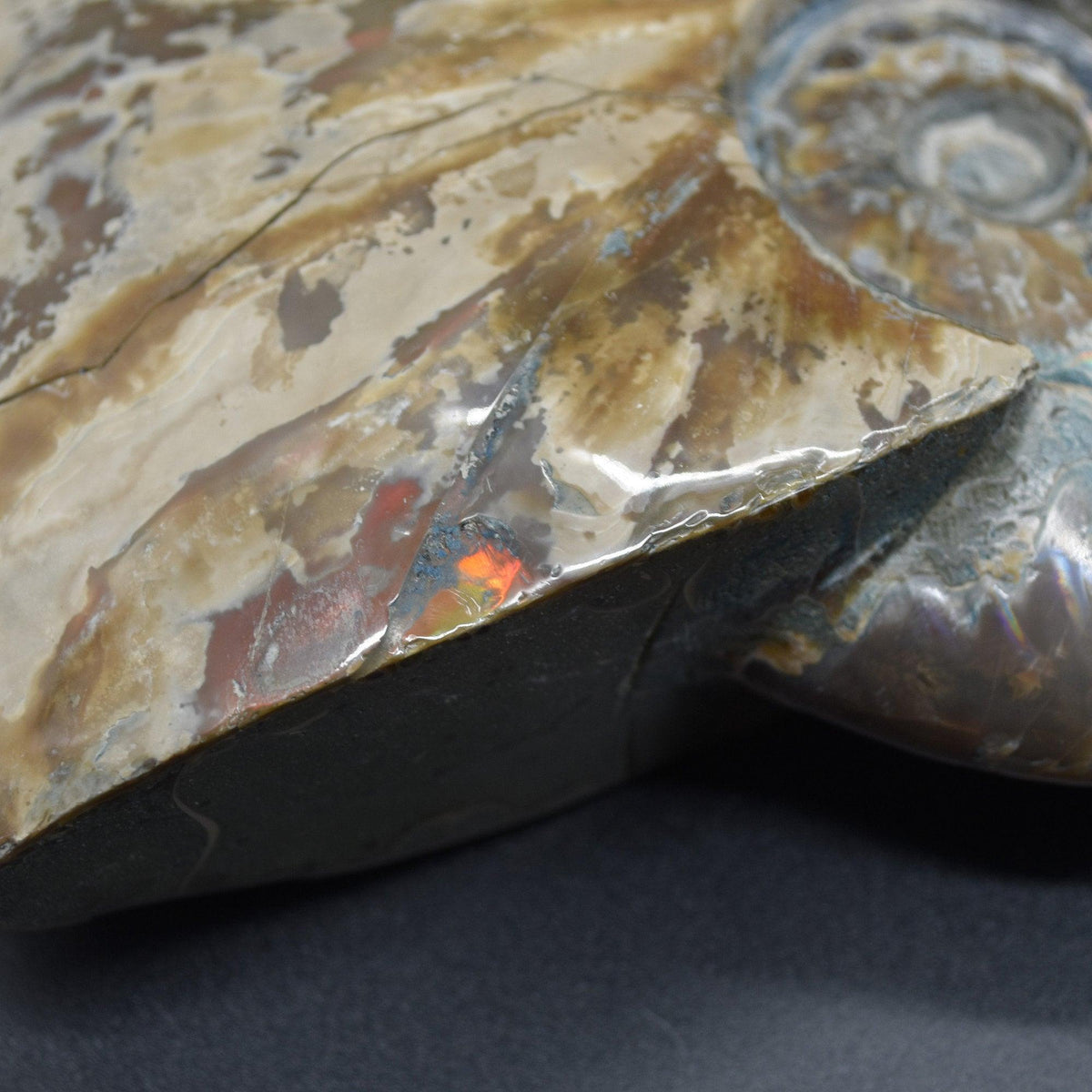 Large Red Fire Iridescent Ammonite Cleoniceras Fossil from Madagascar - 15cm - 898 grams