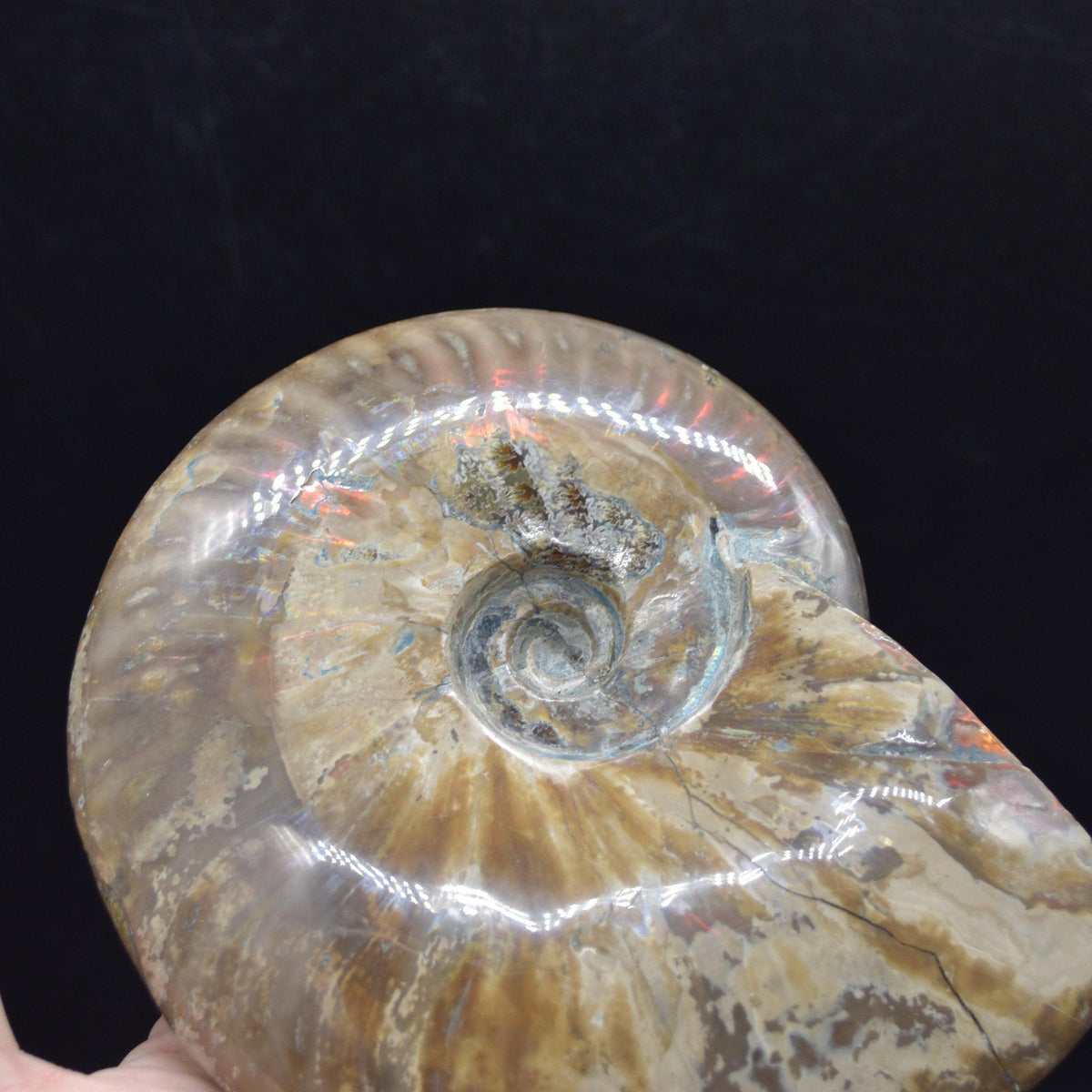 Large Red Fire Iridescent Ammonite Cleoniceras Fossil from Madagascar - 15cm - 898 grams