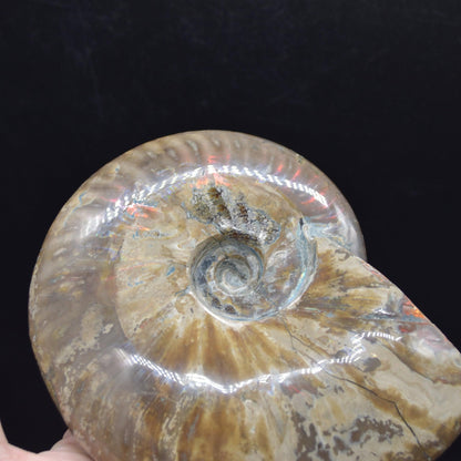 Large Red Fire Iridescent Ammonite Cleoniceras Fossil from Madagascar - 15cm - 898 grams