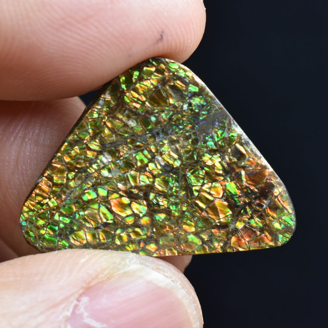 Canadian Natural Ammolite, Ammonite Freeform Polished Cabochon Specimen - 2.4cm x 2.3cm - 4.2 grams