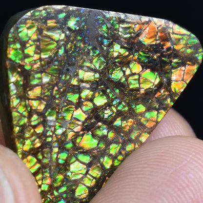 Canadian Natural Ammolite, Ammonite Freeform Polished Cabochon Specimen - 2.4cm x 2.3cm - 4.2 grams