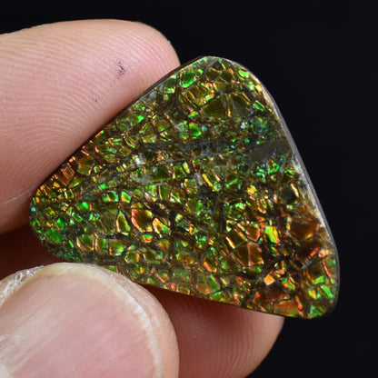 Canadian Natural Ammolite, Ammonite Freeform Polished Cabochon Specimen - 2.4cm x 2.3cm - 4.2 grams