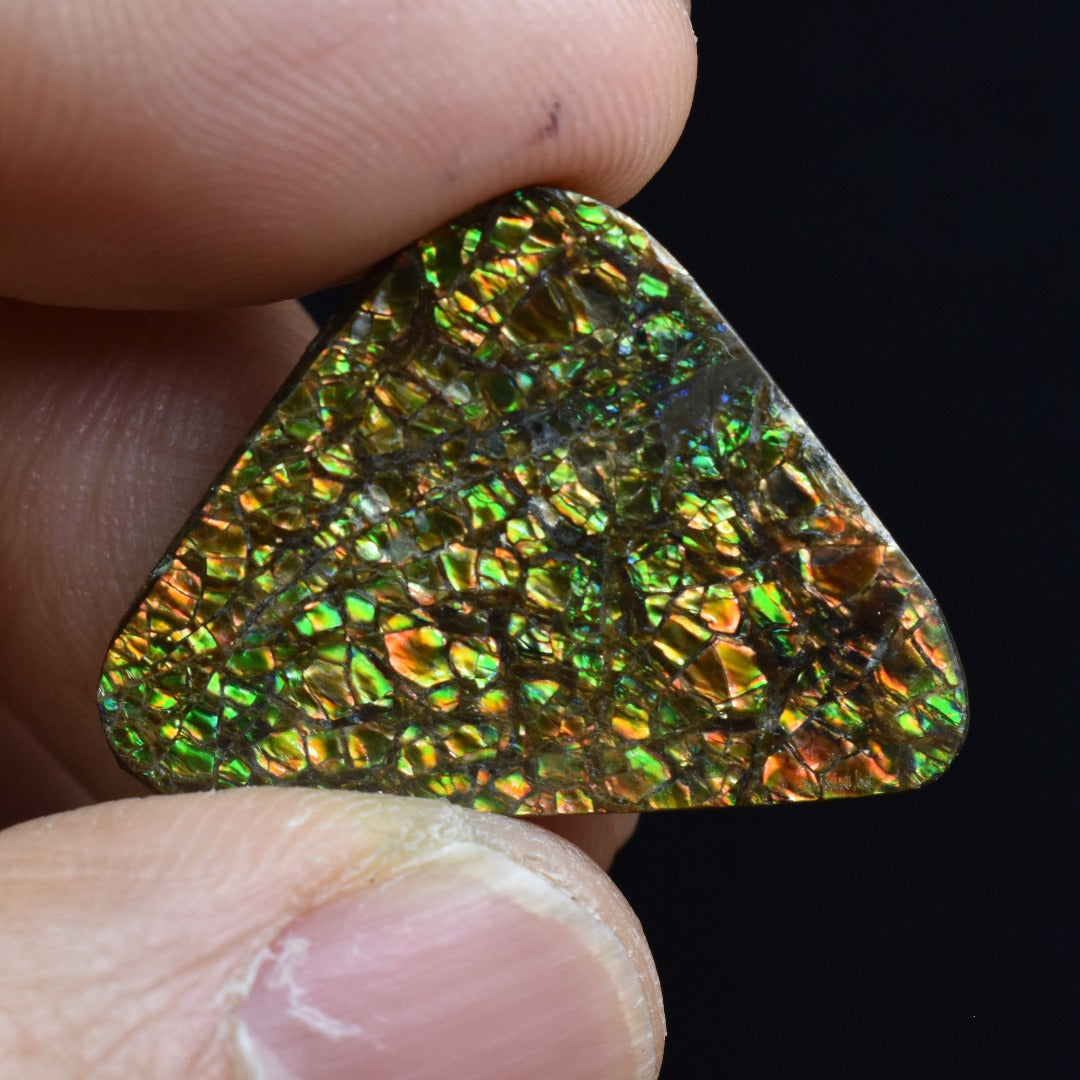 Canadian Natural Ammolite, Ammonite Freeform Polished Cabochon Specimen - 2.4cm x 2.3cm - 4.2 grams