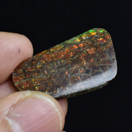 Canadian Natural Ammolite, Ammonite Freeform Polished Cabochon Specimen - 3.2cm x 1.8cm - 3.5 grams