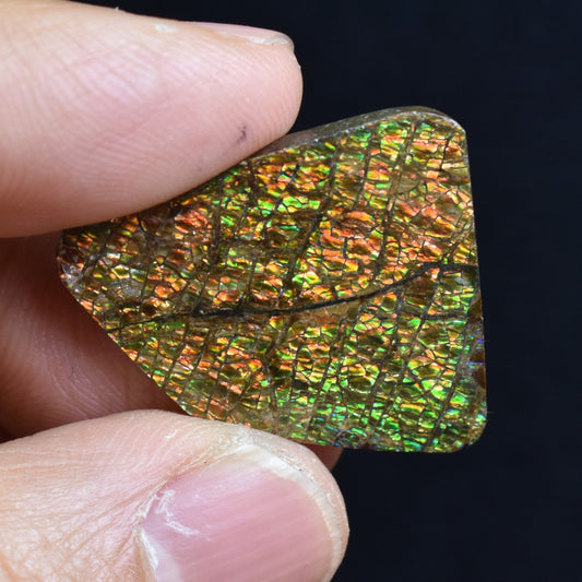 Canadian Natural Ammolite, Ammonite Freeform Polished Cabochon Specimen - 2.7cm x 2.3cm - 4.7 grams