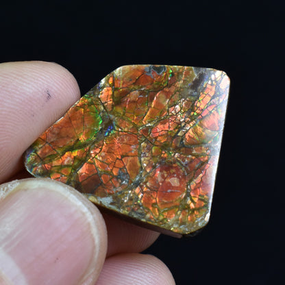 Canadian Natural Ammolite, Ammonite Freeform Polished Cabochon Specimen - 2.6cm x 2.5cm - 5.3 grams