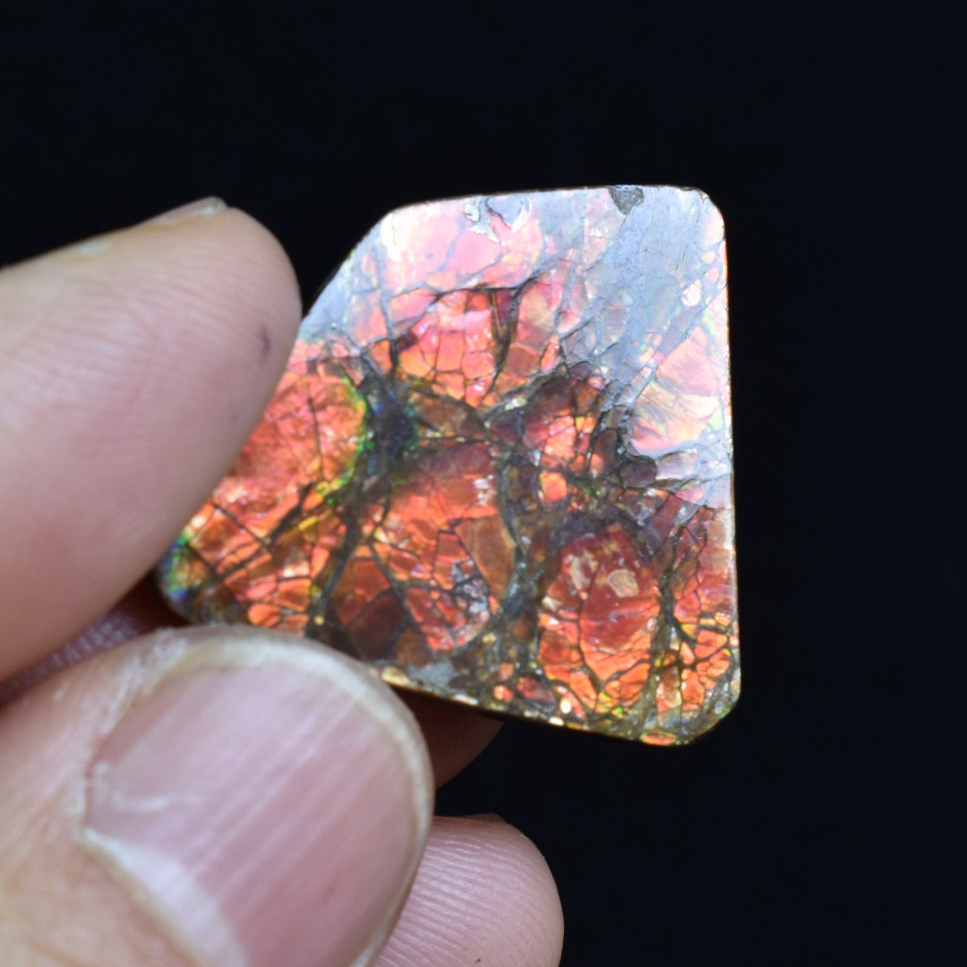 Canadian Natural Ammolite, Ammonite Freeform Polished Cabochon Specimen - 2.6cm x 2.5cm - 5.3 grams