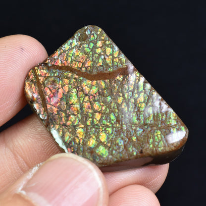 Canadian Natural Ammolite, Ammonite Freeform Polished Cabochon Specimen - 3.3cm x 2.2cm - 11 grams