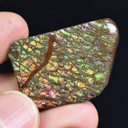 Canadian Natural Ammolite, Ammonite Freeform Polished Cabochon Specimen - 3.3cm x 2.2cm - 11 grams