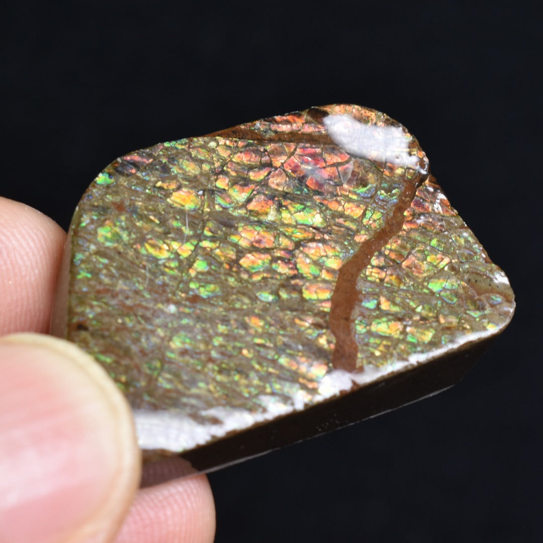 Canadian Natural Ammolite, Ammonite Freeform Polished Cabochon Specimen - 3.3cm x 2.2cm - 11 grams